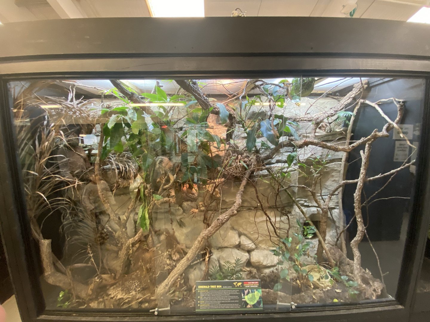 Emerald tree boa exhibit 020821