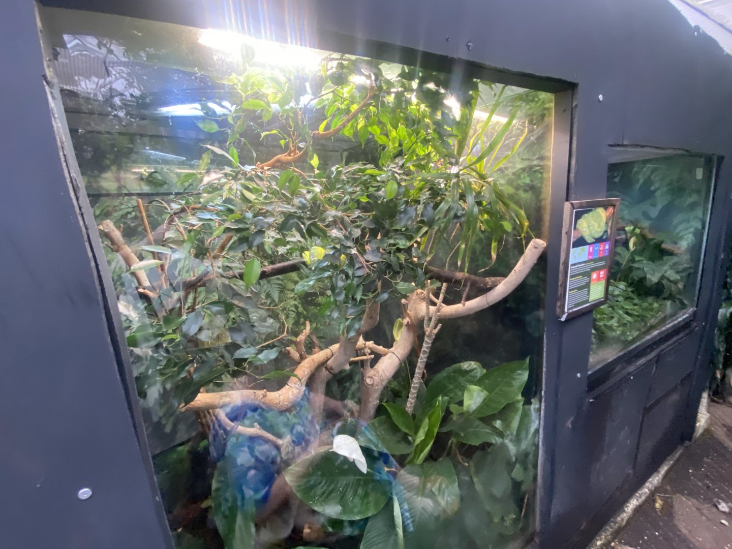 Emerald tree boa exhibit 050924