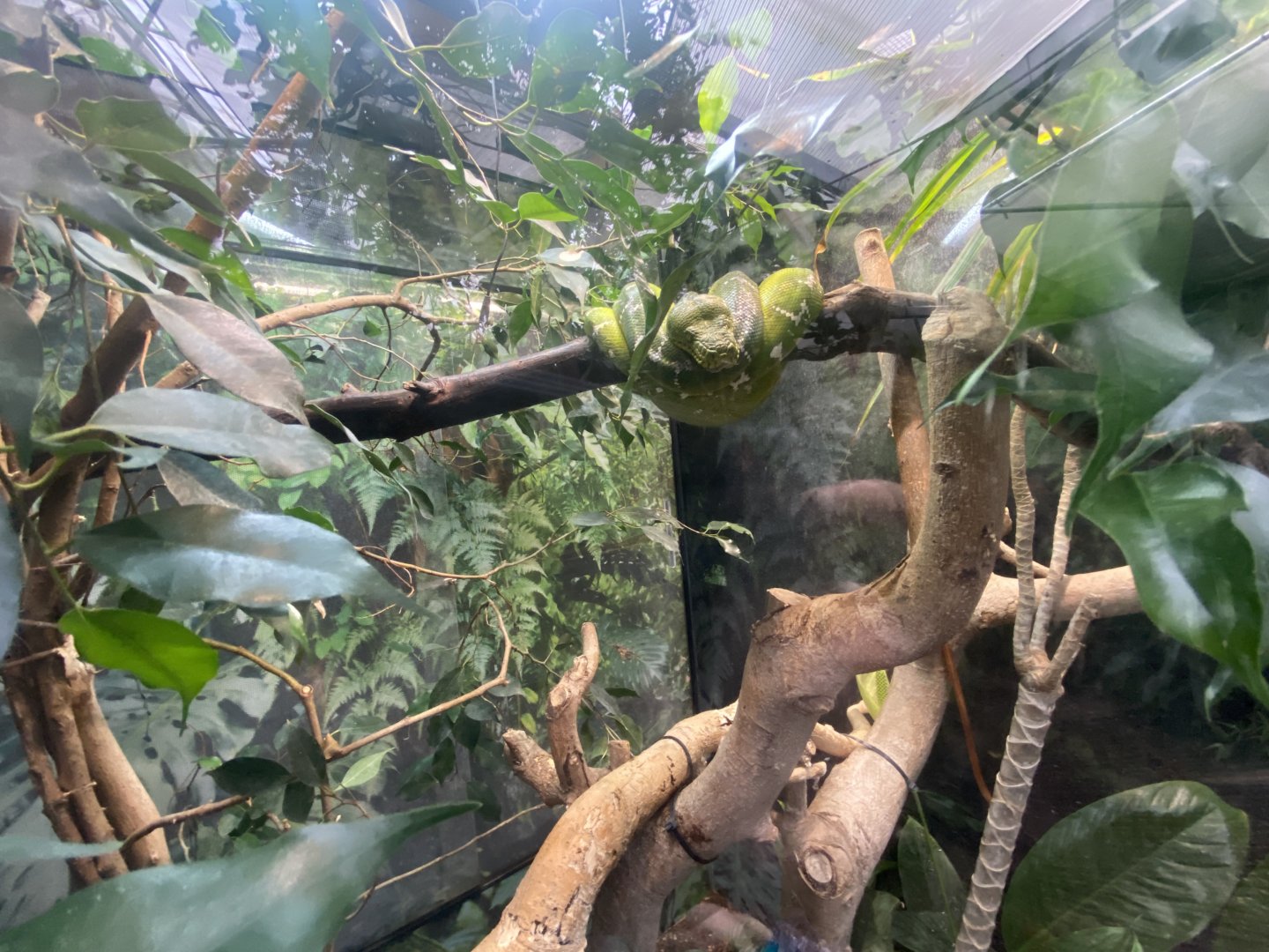 Emerald tree boa exhibit 050924