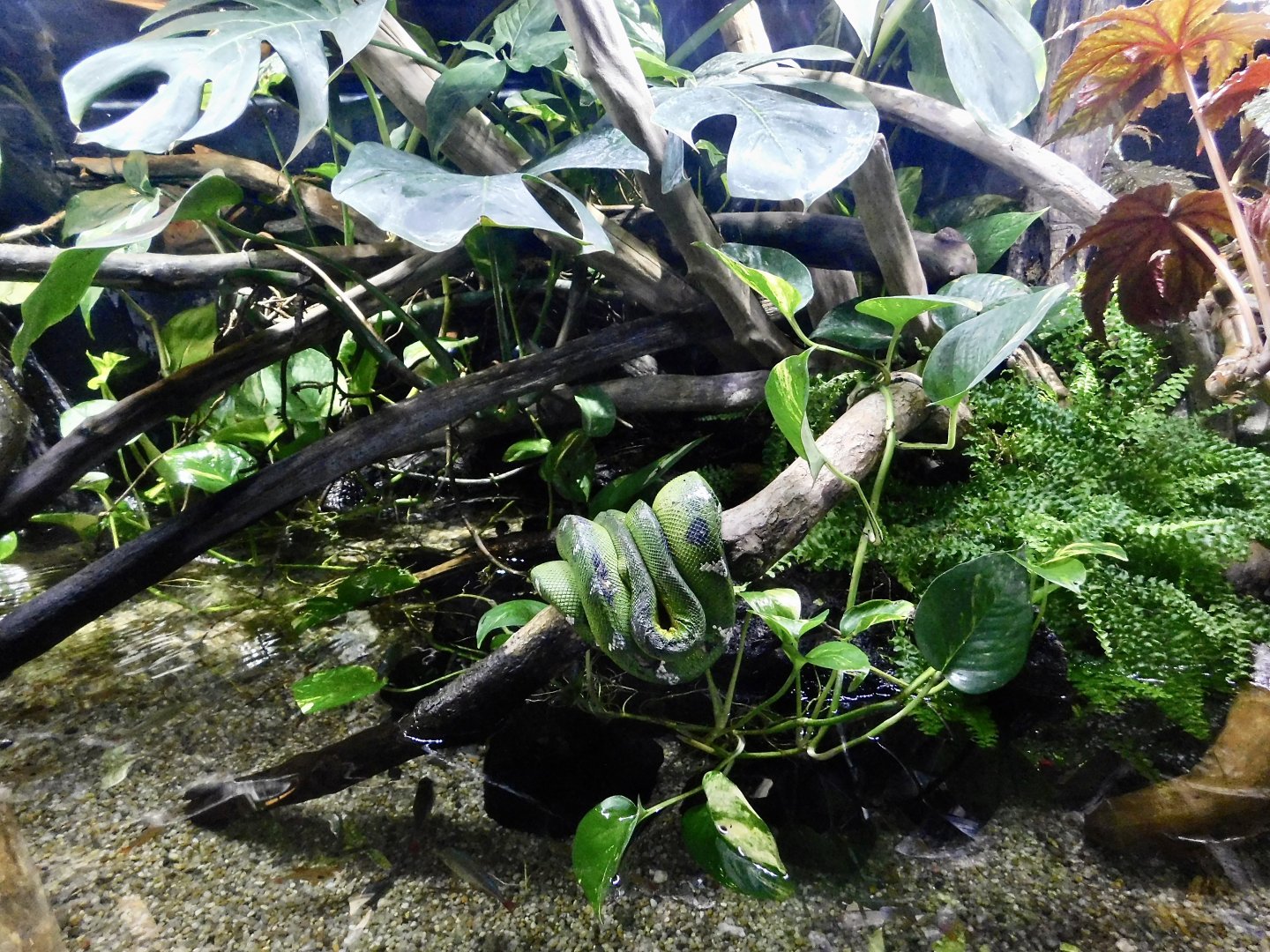 Emerald Tree Boa Exhibit - Kawasui Kawasaki Aquarium October 8, 2025