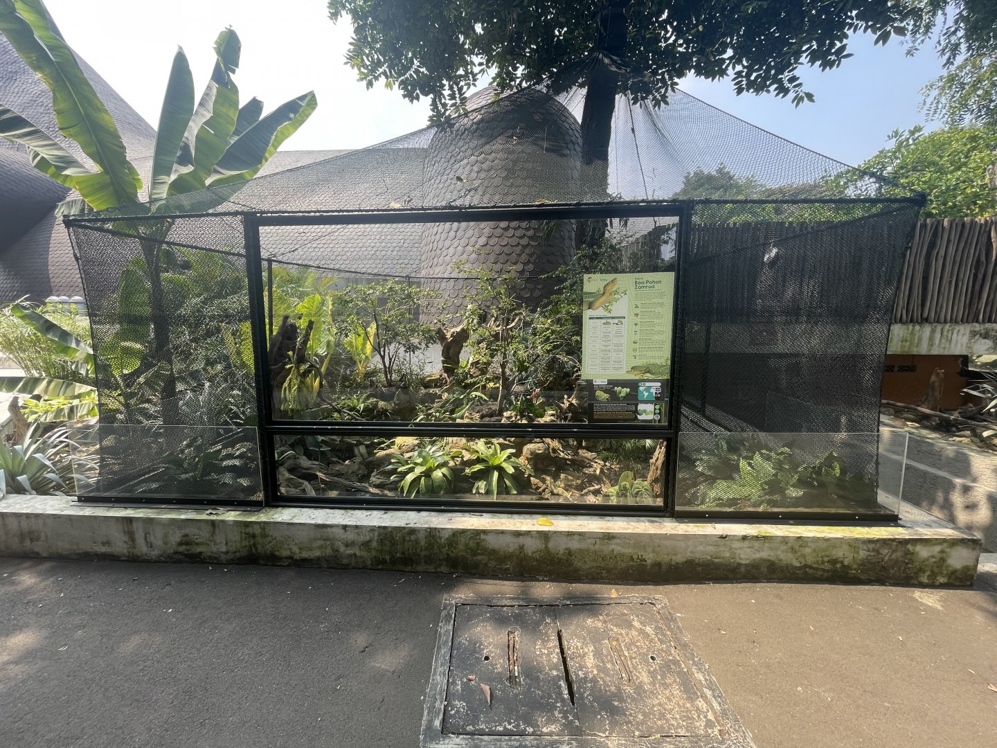 emerald tree boa exhibit - museum komodo