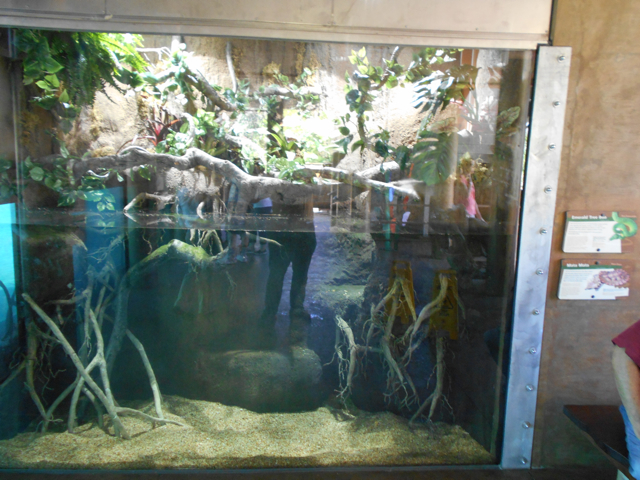 Emerald tree boa exhibit