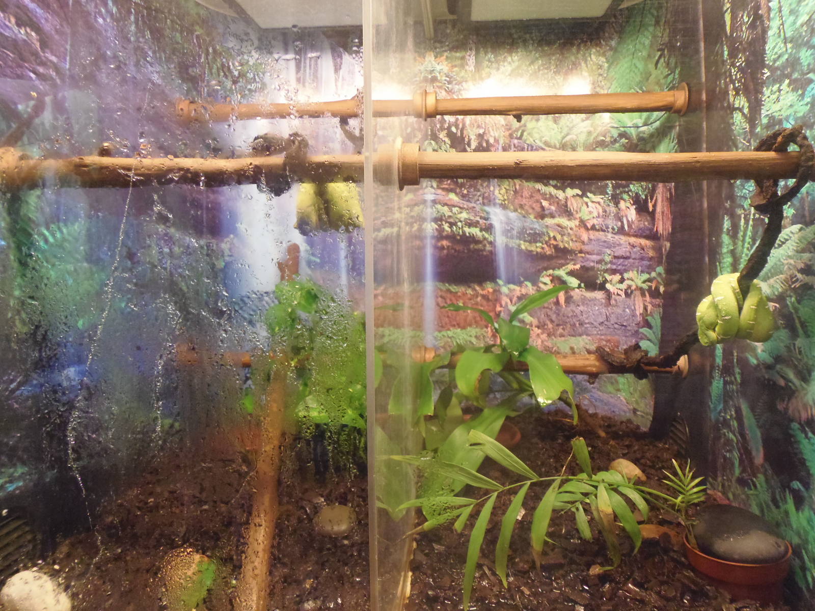 Emerald Tree Boa Exhibit