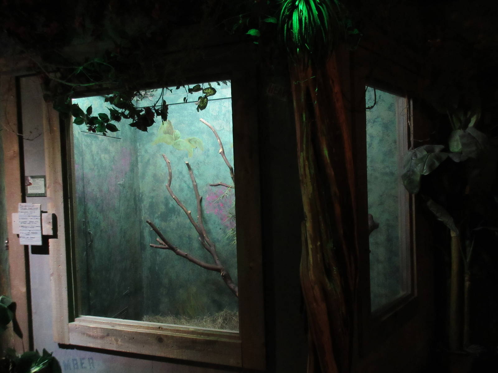 Emerald Tree Boa Exhibit