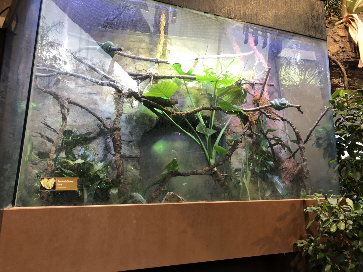 Emerald tree boa exhibit