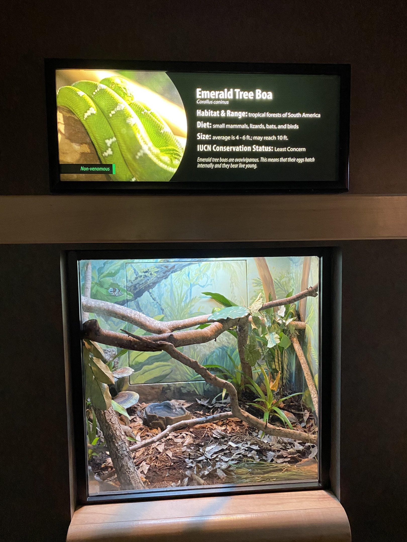 Emerald Tree Boa Exhibit