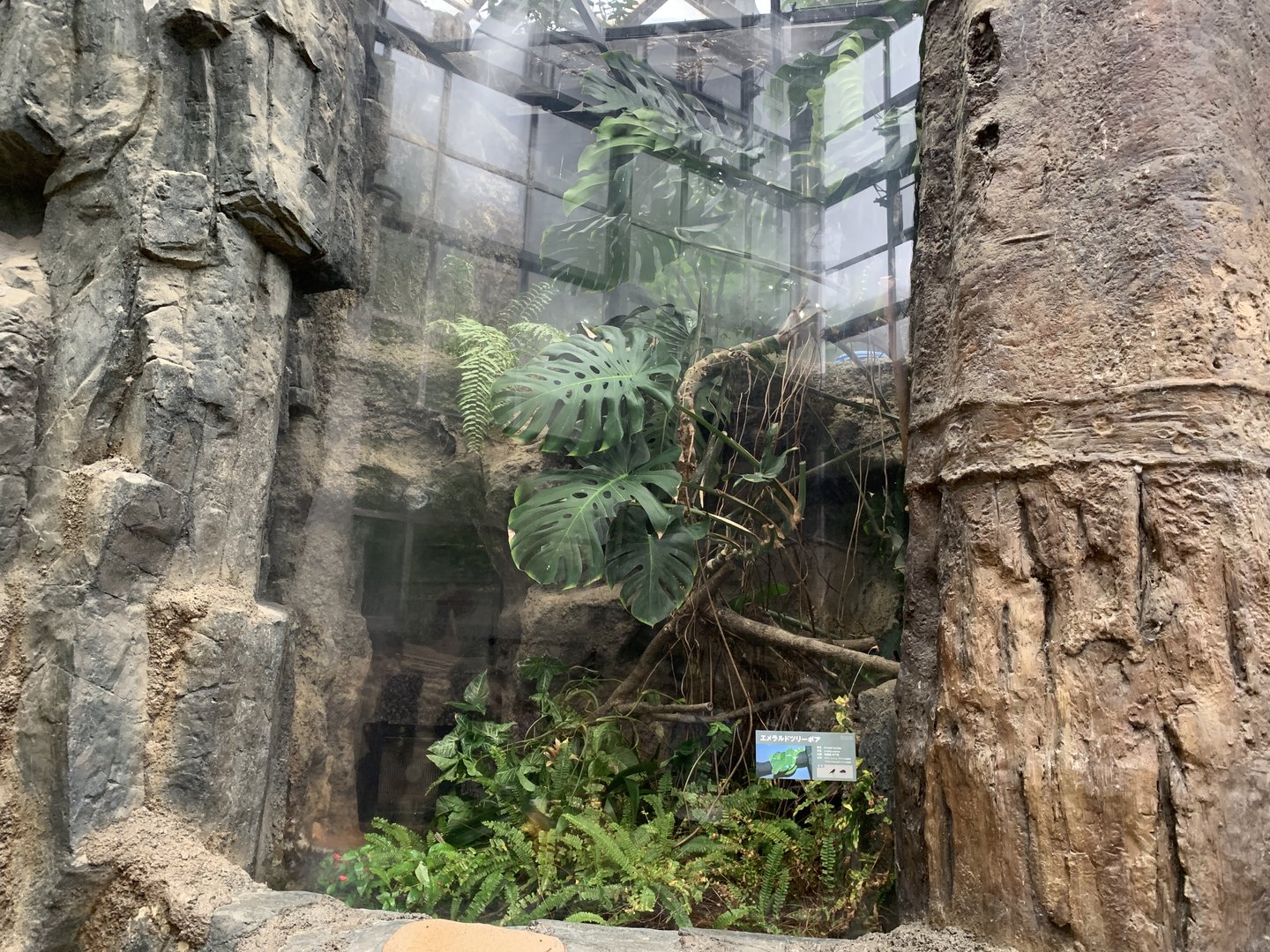 Emerald Tree Boa Exhibit