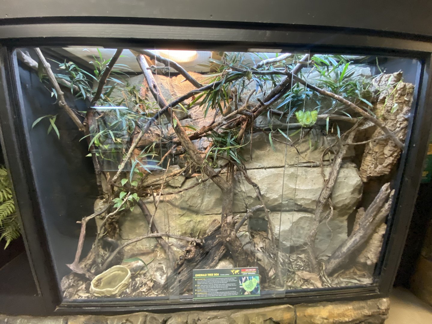 Emerald tree boa exhibit