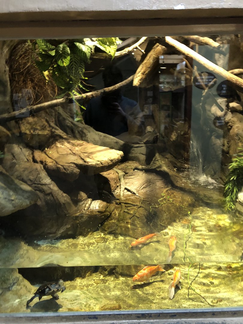 Emerald Tree Boa - Feb, 2020