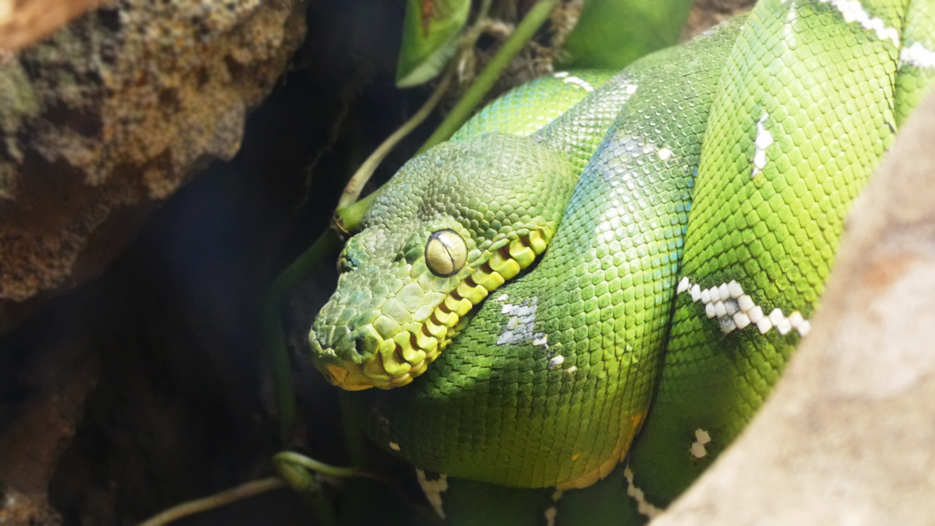 Emerald Tree Boa - Global Rivers - Mar. 2022
