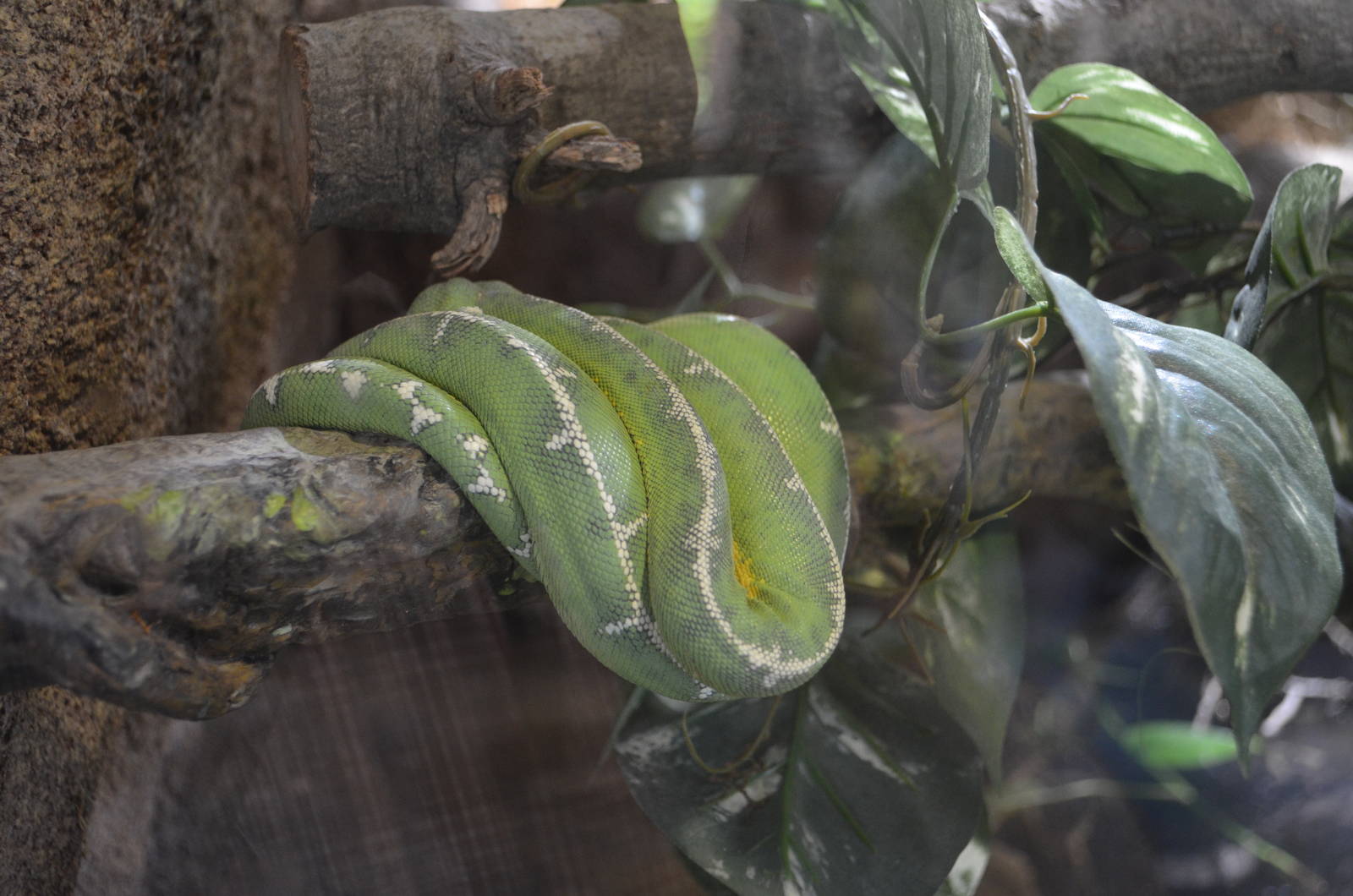 Emerald Tree Boa - Rainforest of the Americas
