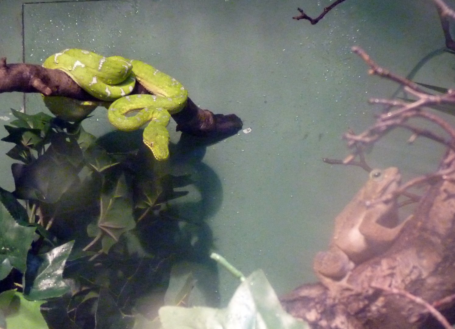 Emerald tree boa sharing exhibit with unknown toad species