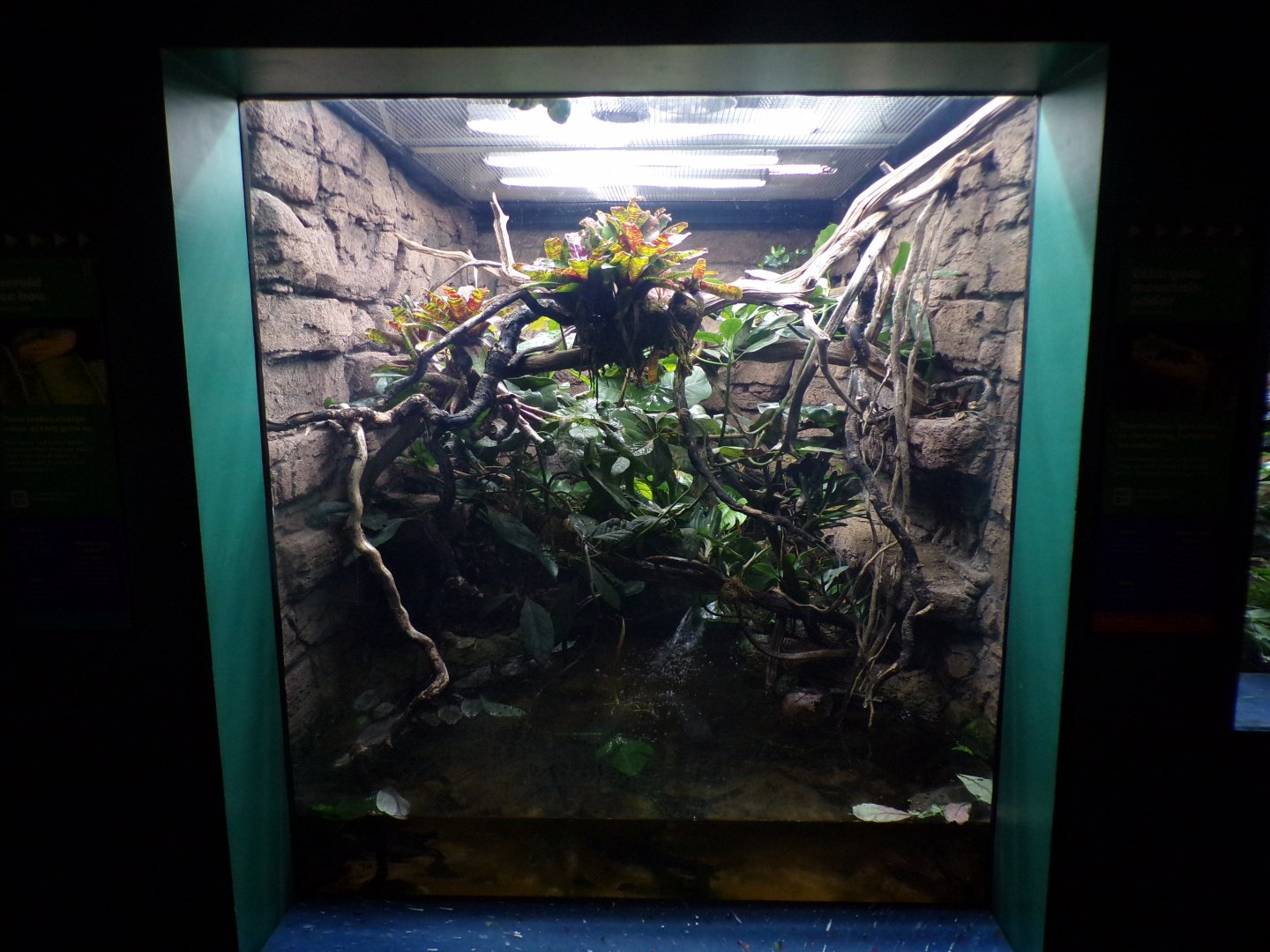 Emerald tree boa terrarium 11.2.25