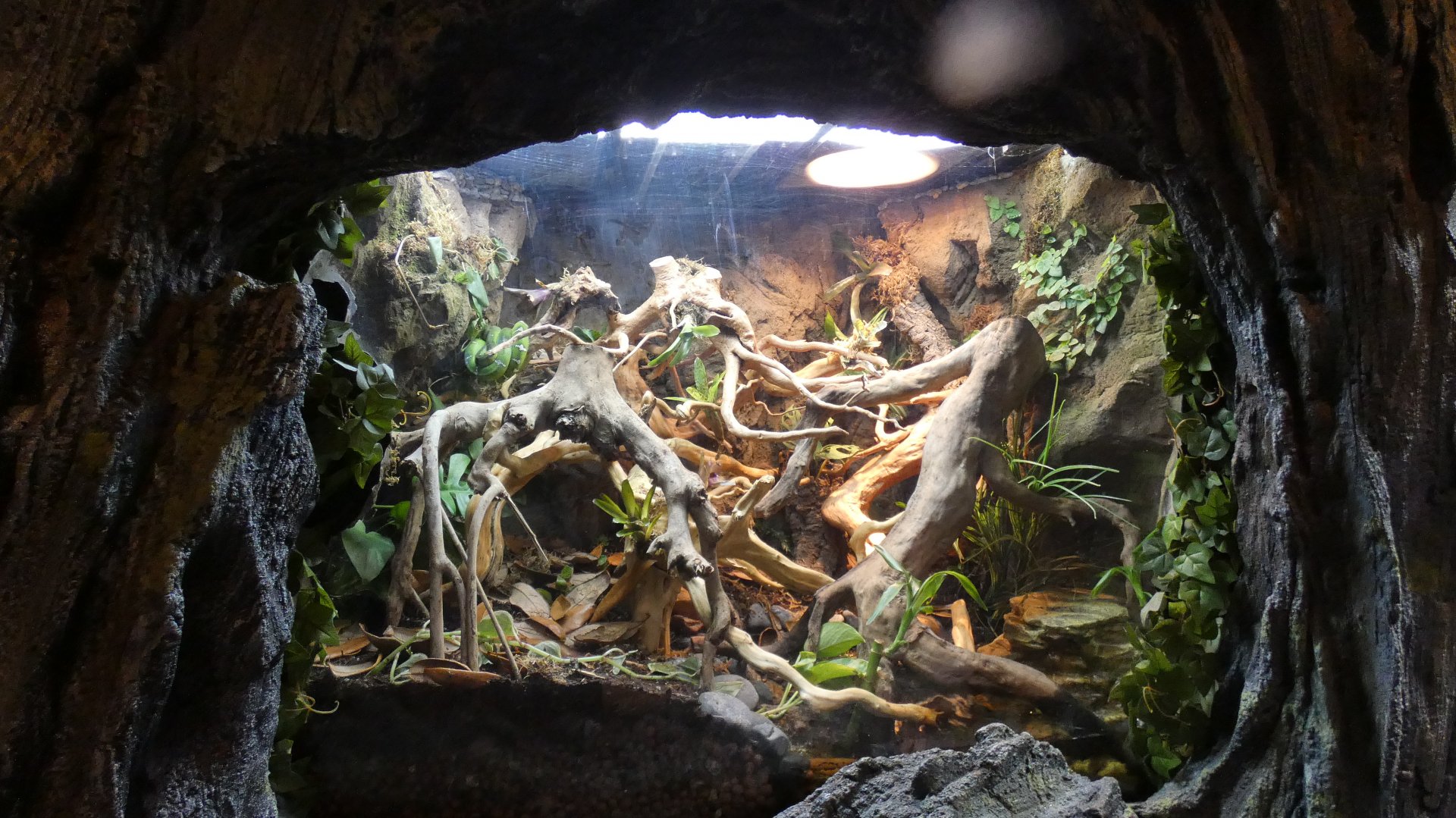 Emerald Tree Boa Terrarium, Global Rivers - Mar. 2022