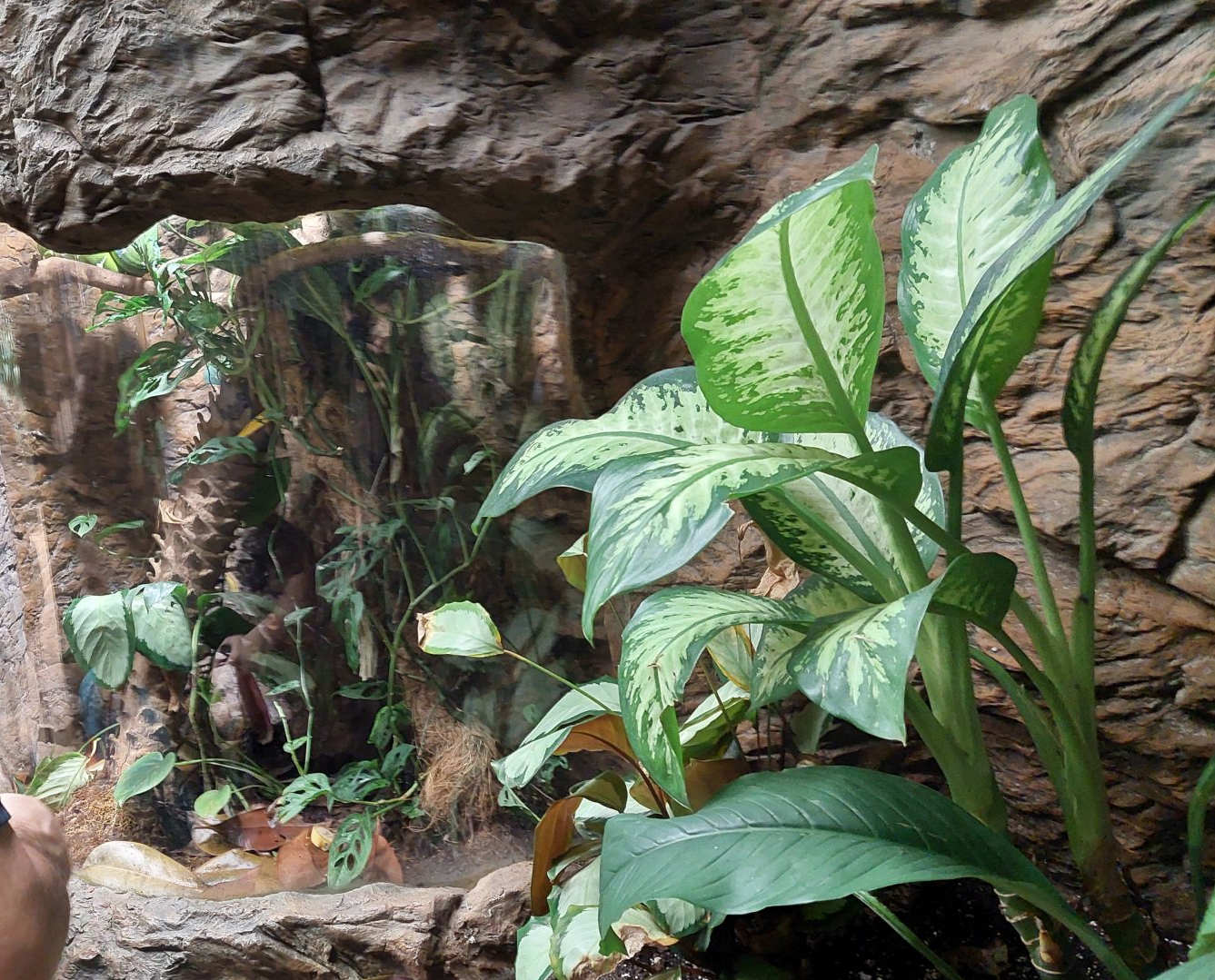 Emerald Tree Boa terrarium