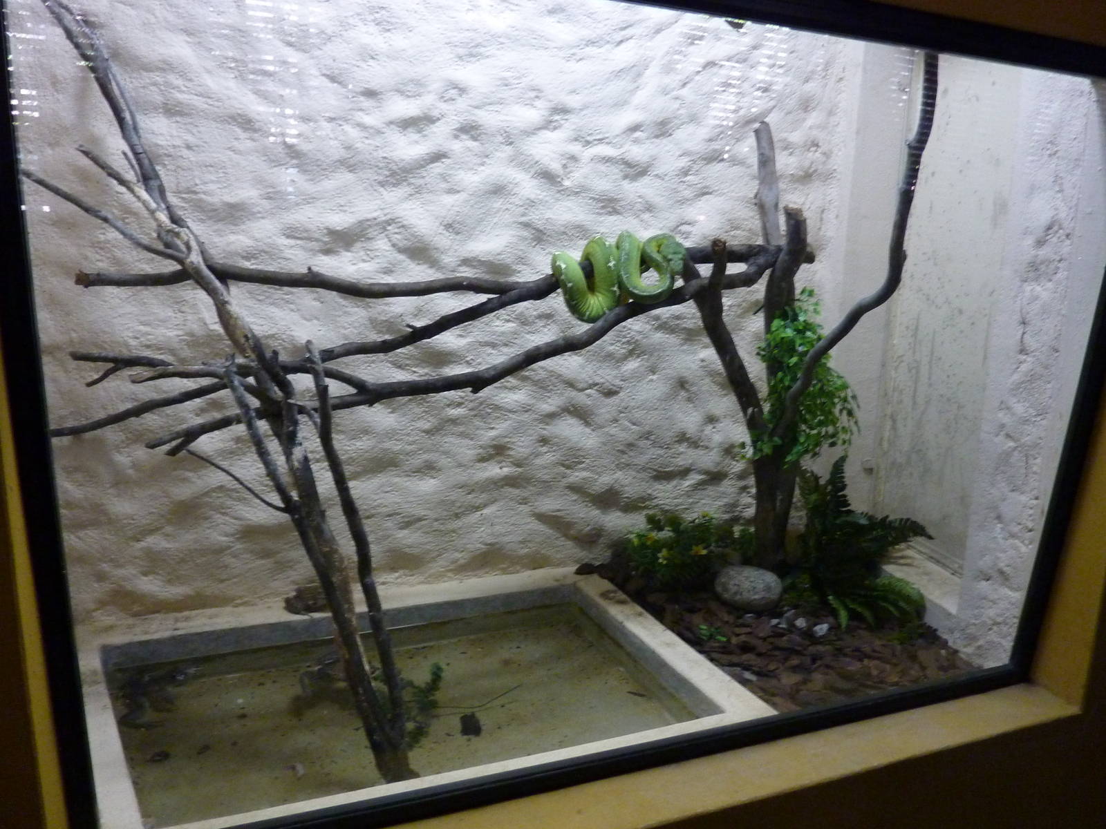 Emerald tree boa vivarium
