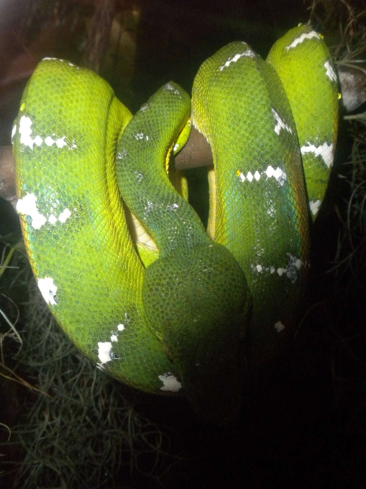Emerald Tree Boa