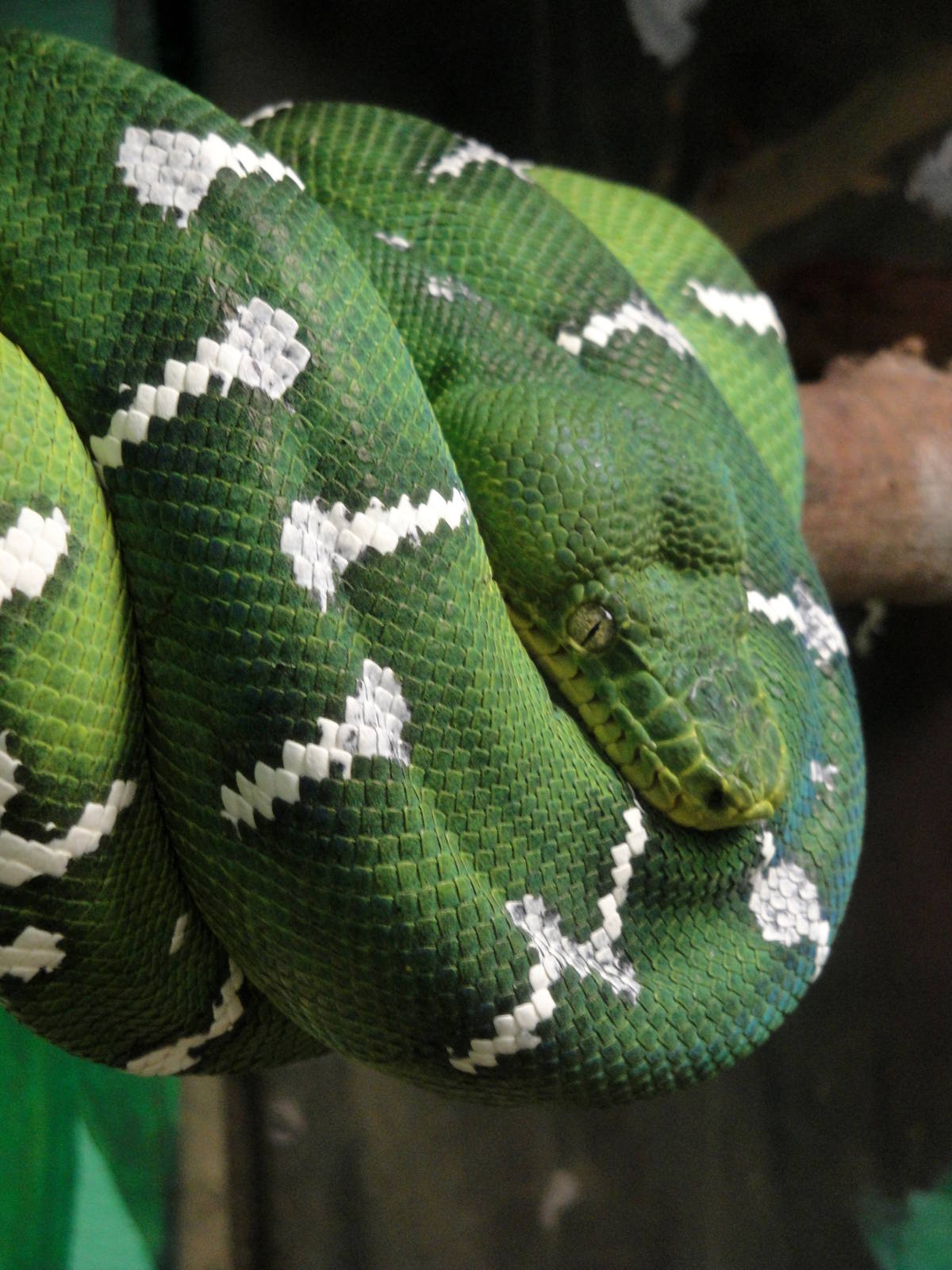 Emerald Tree Boa
