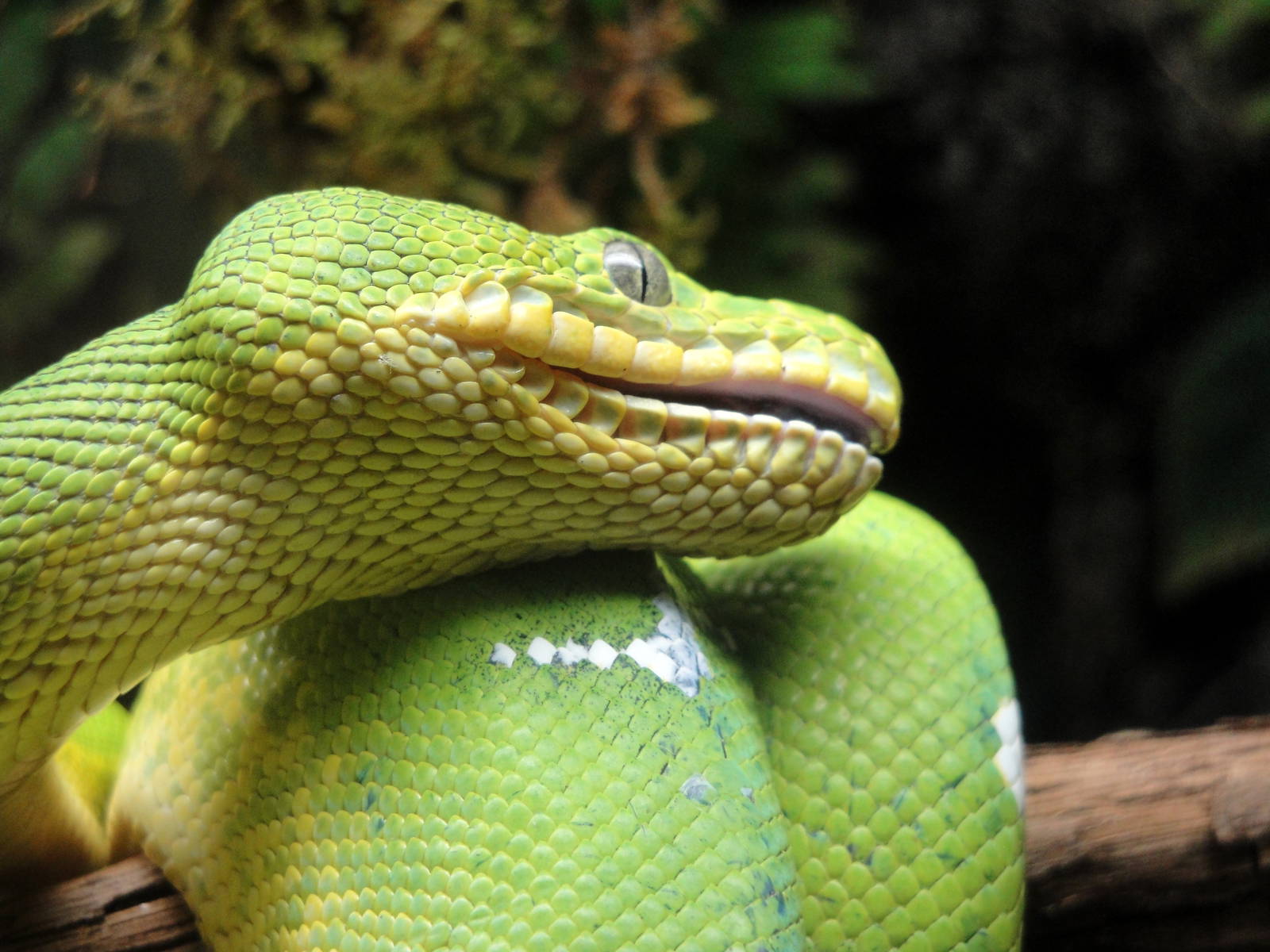 Emerald Tree Boa