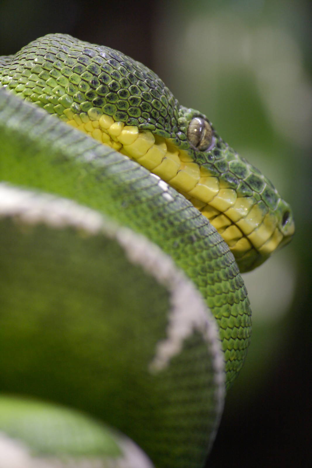 Emerald tree boa