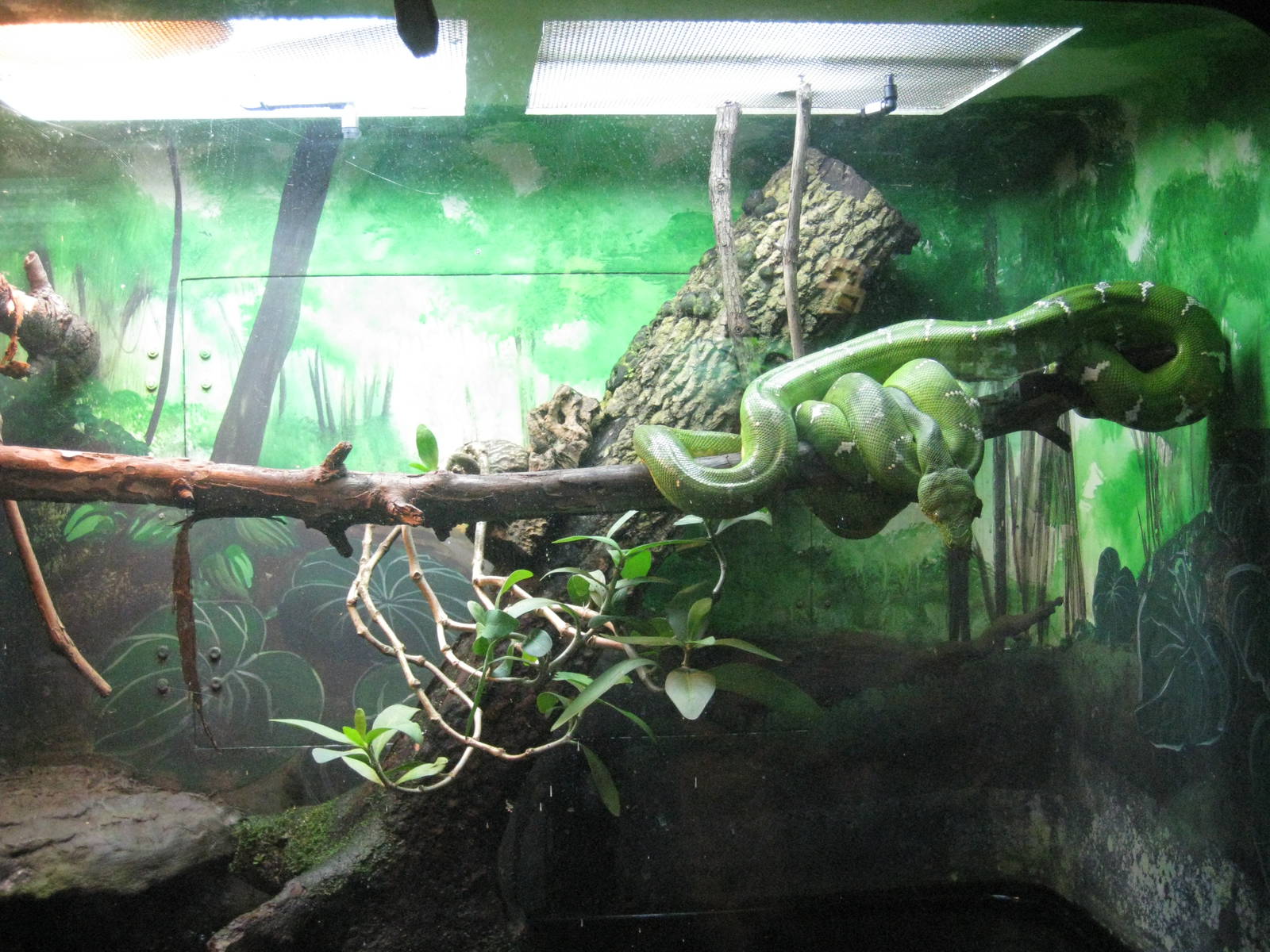 Emerald Tree-Boa