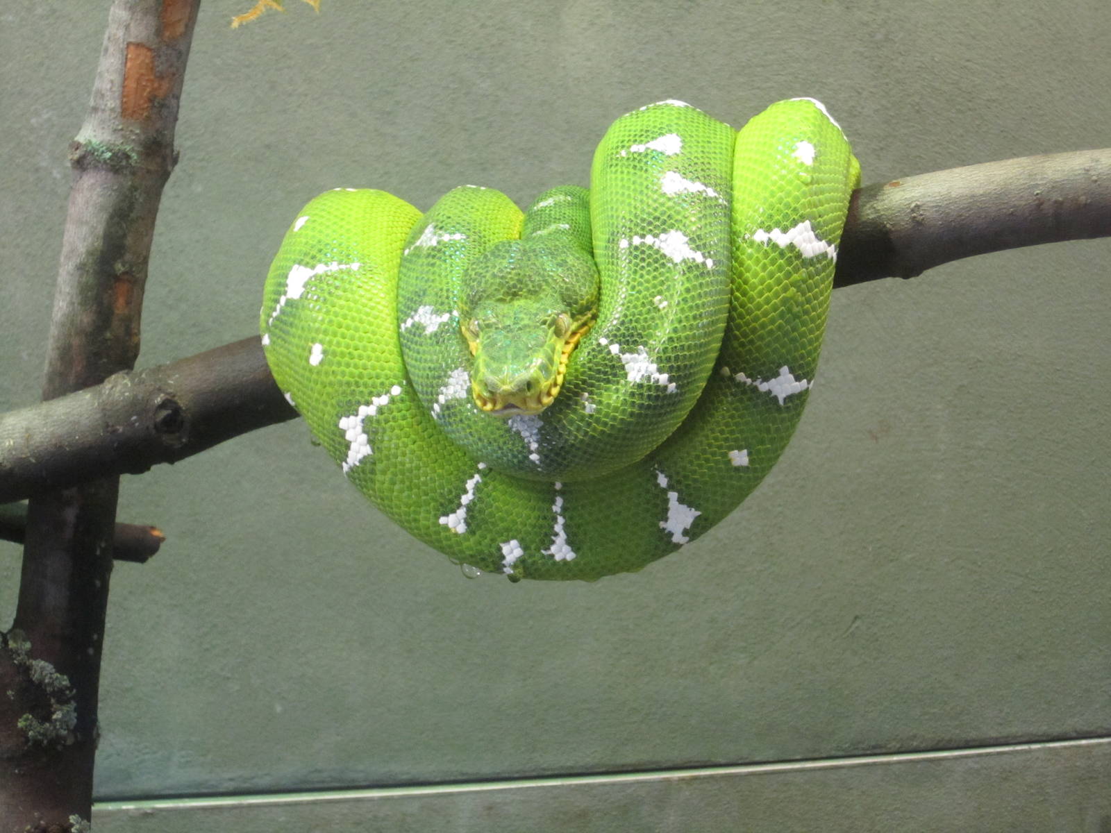 Emerald Tree Boa