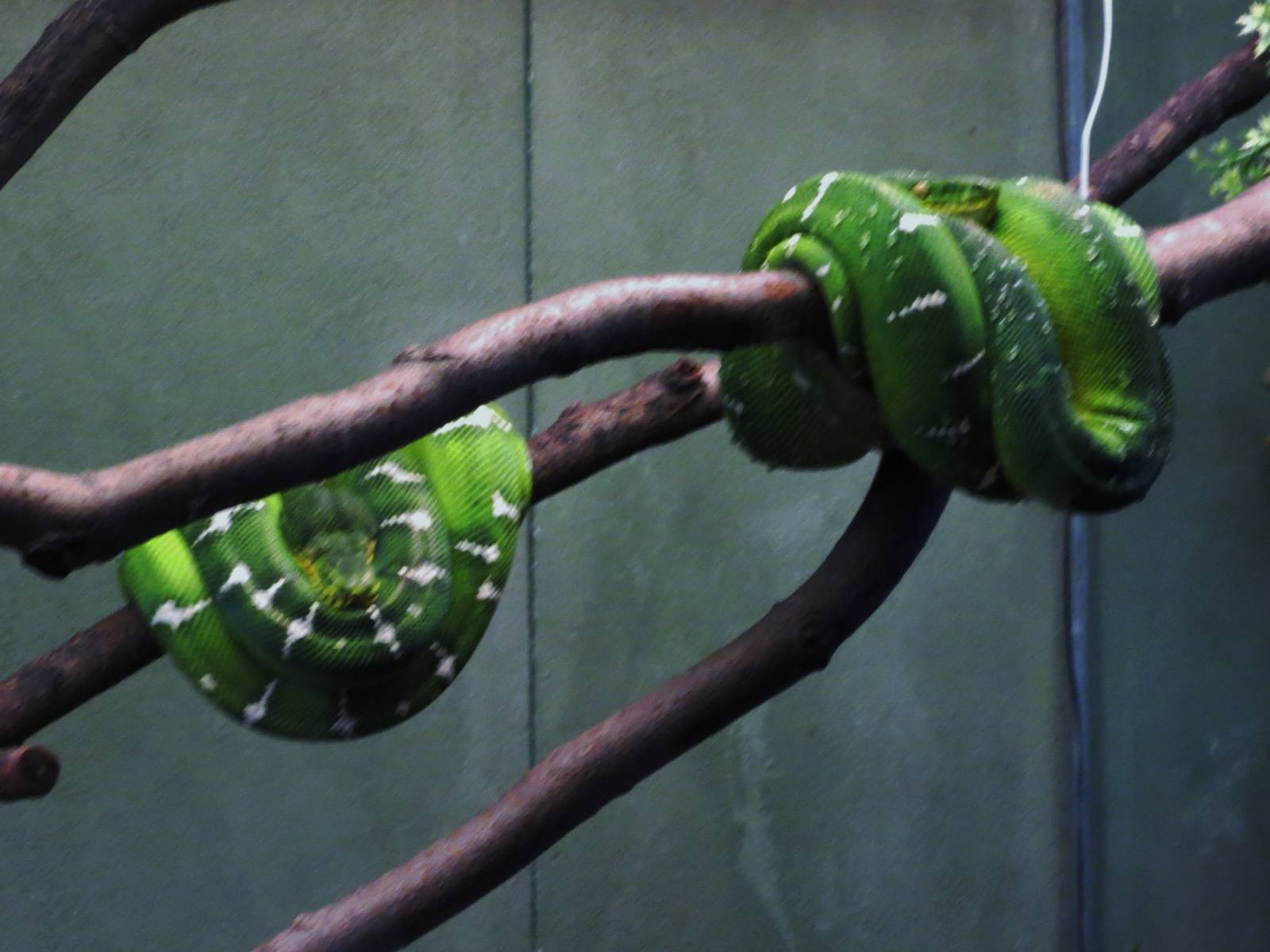Emerald Tree Boa