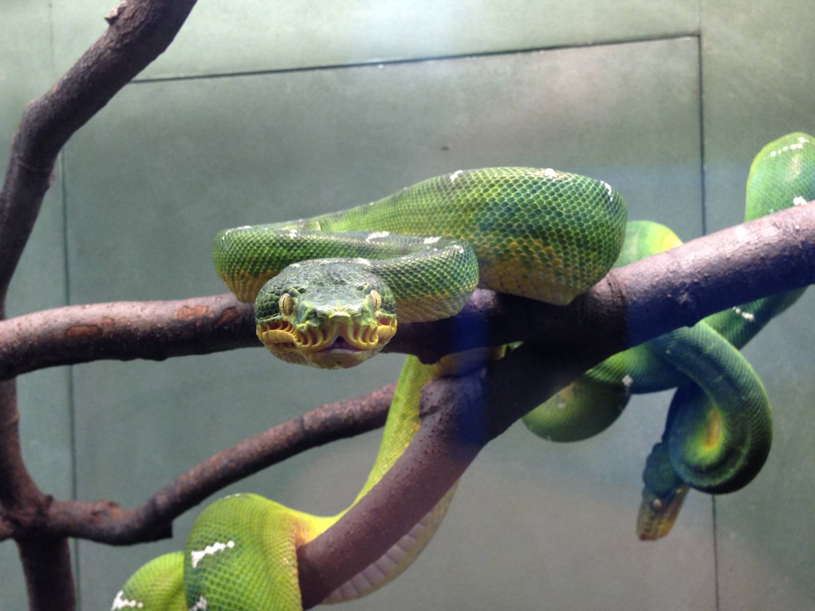 Emerald Tree Boa