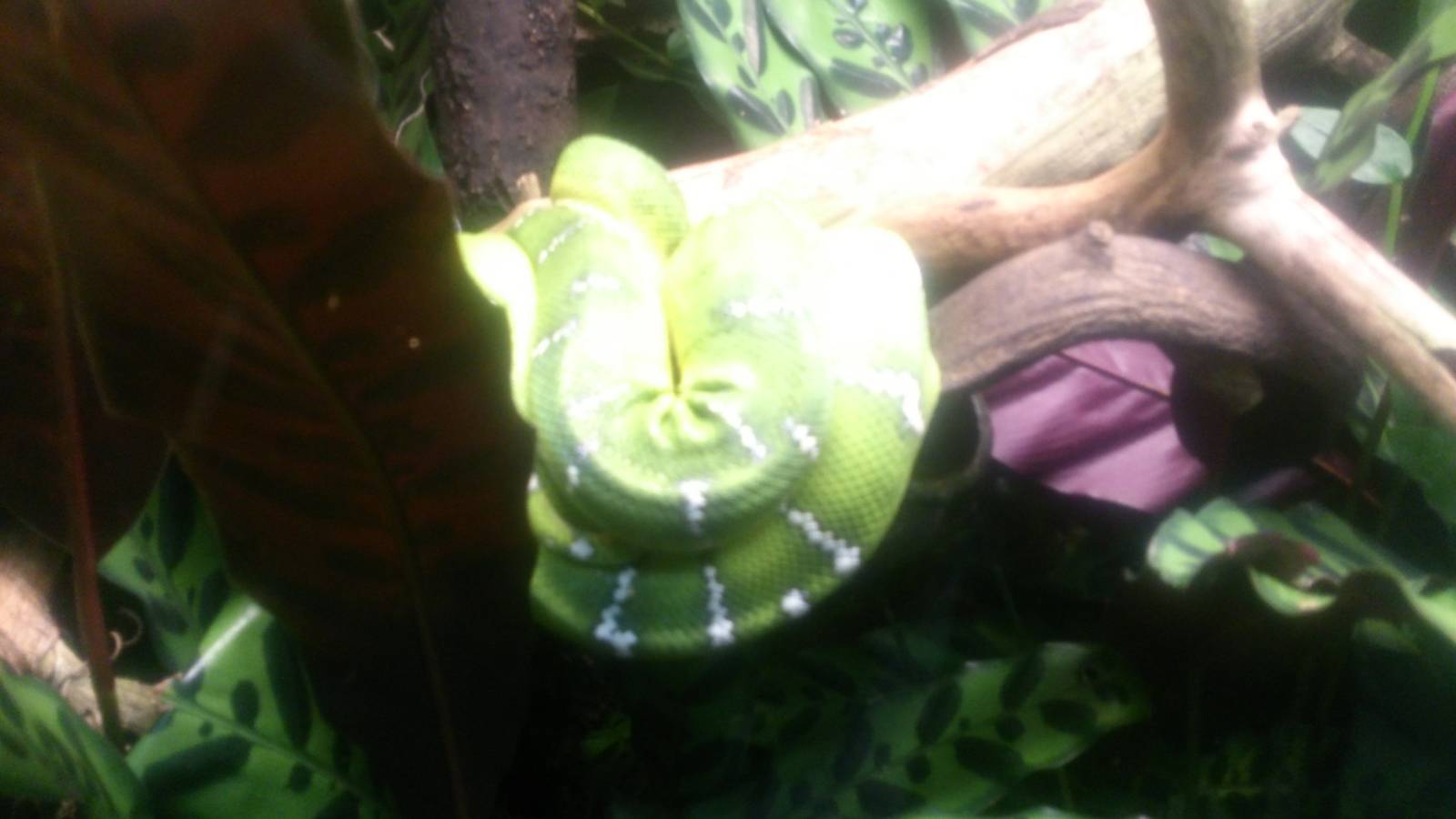 emerald tree boa