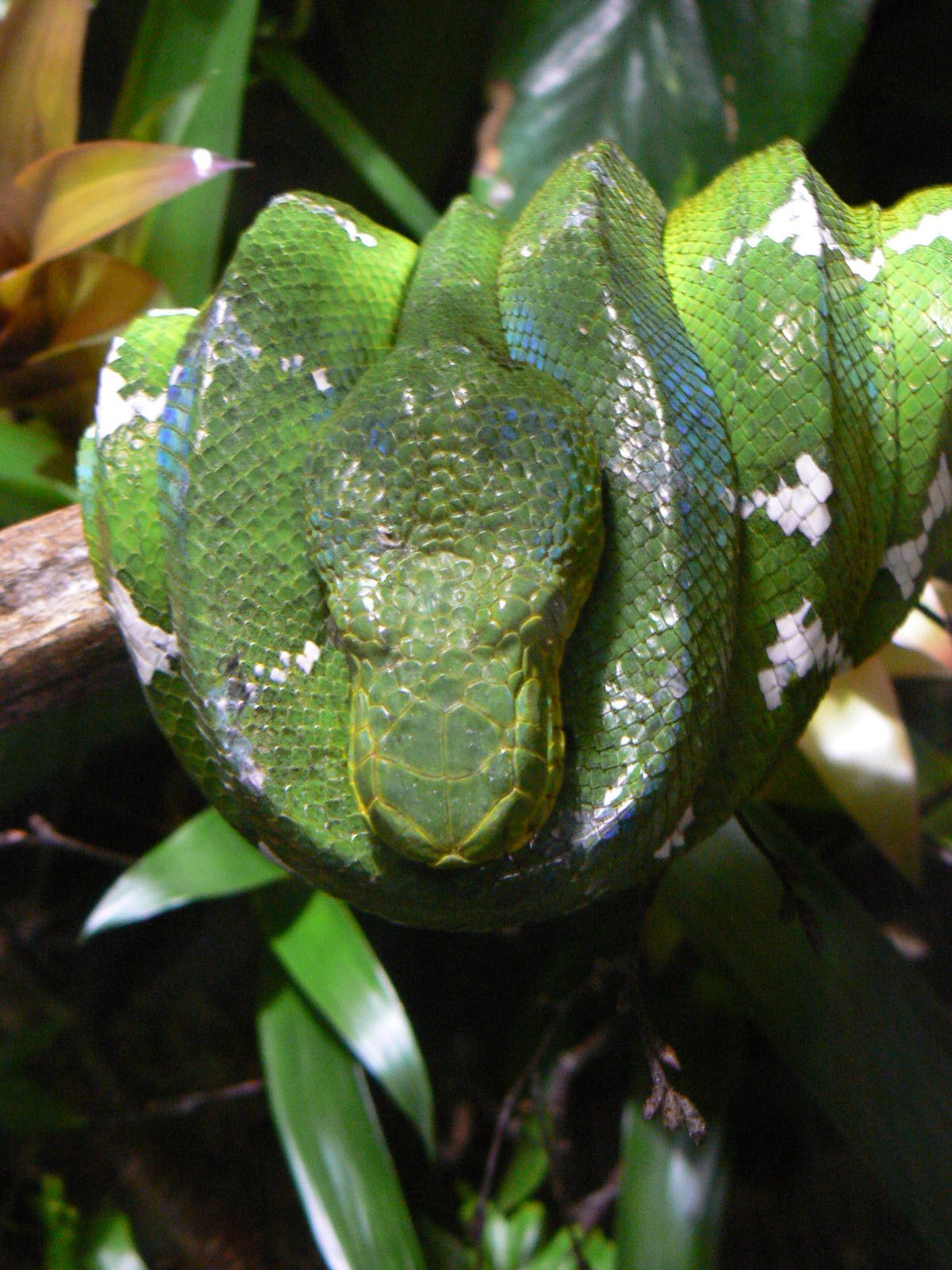 Emerald Tree Boa