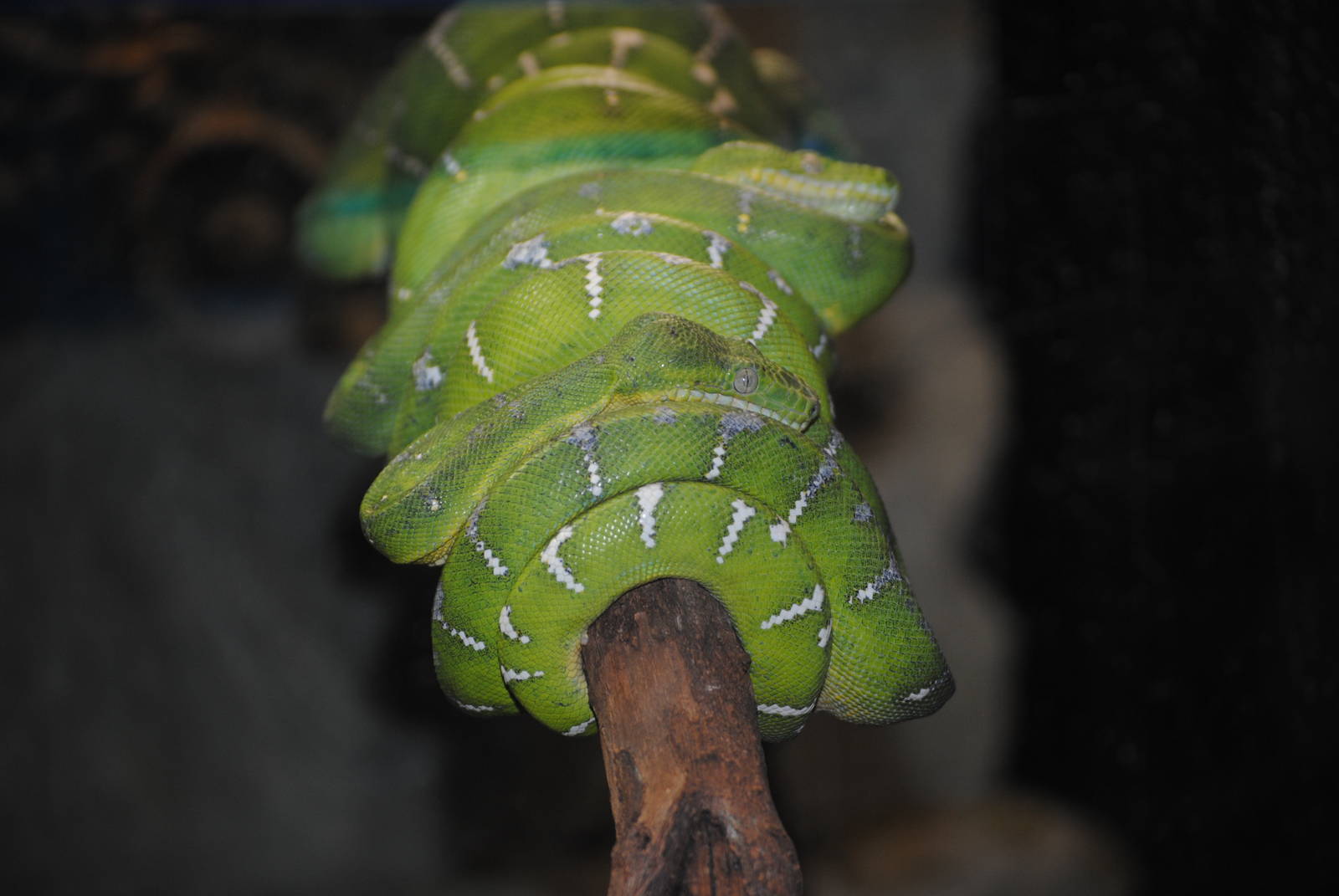 Emerald Tree Boa