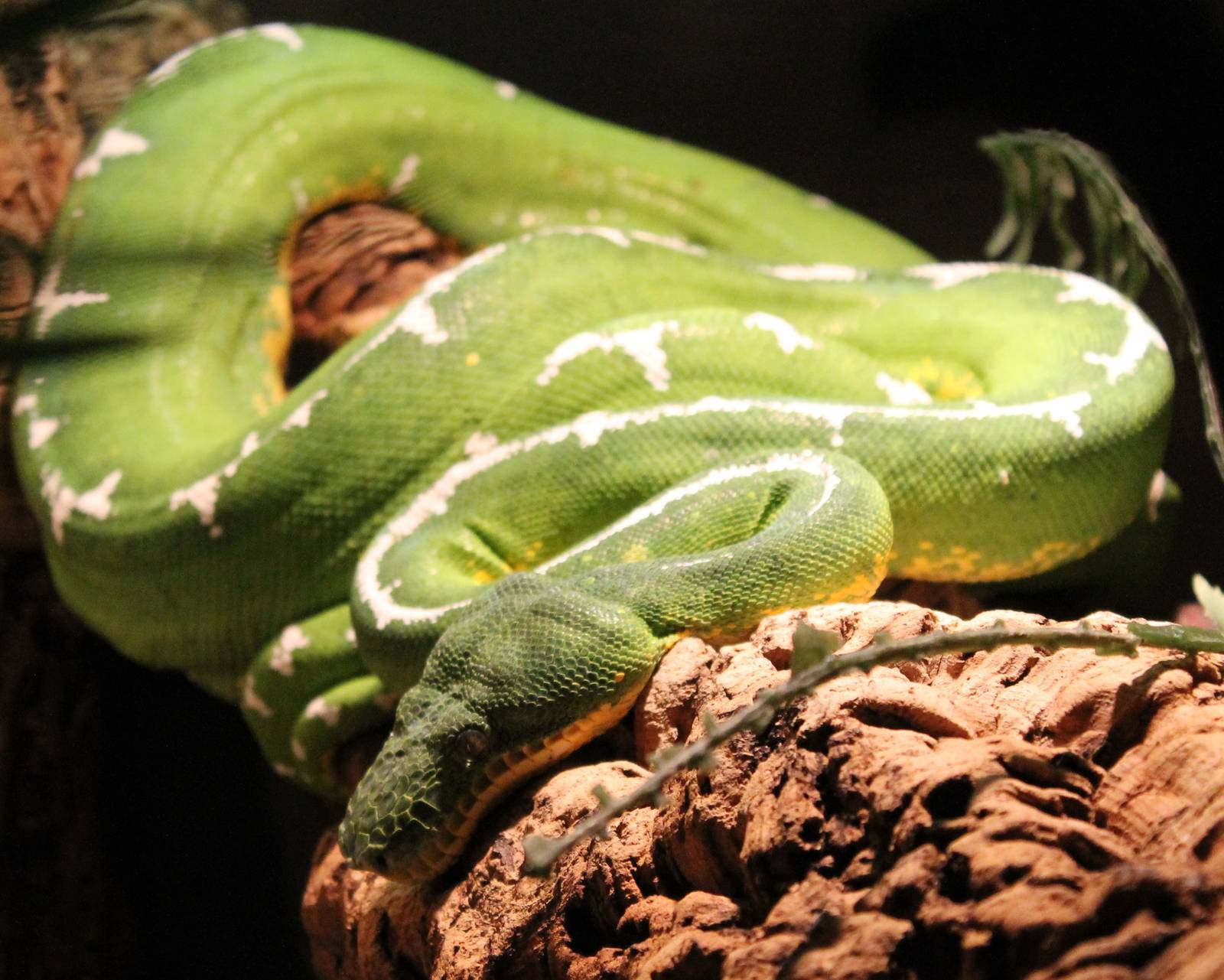 Emerald tree boa