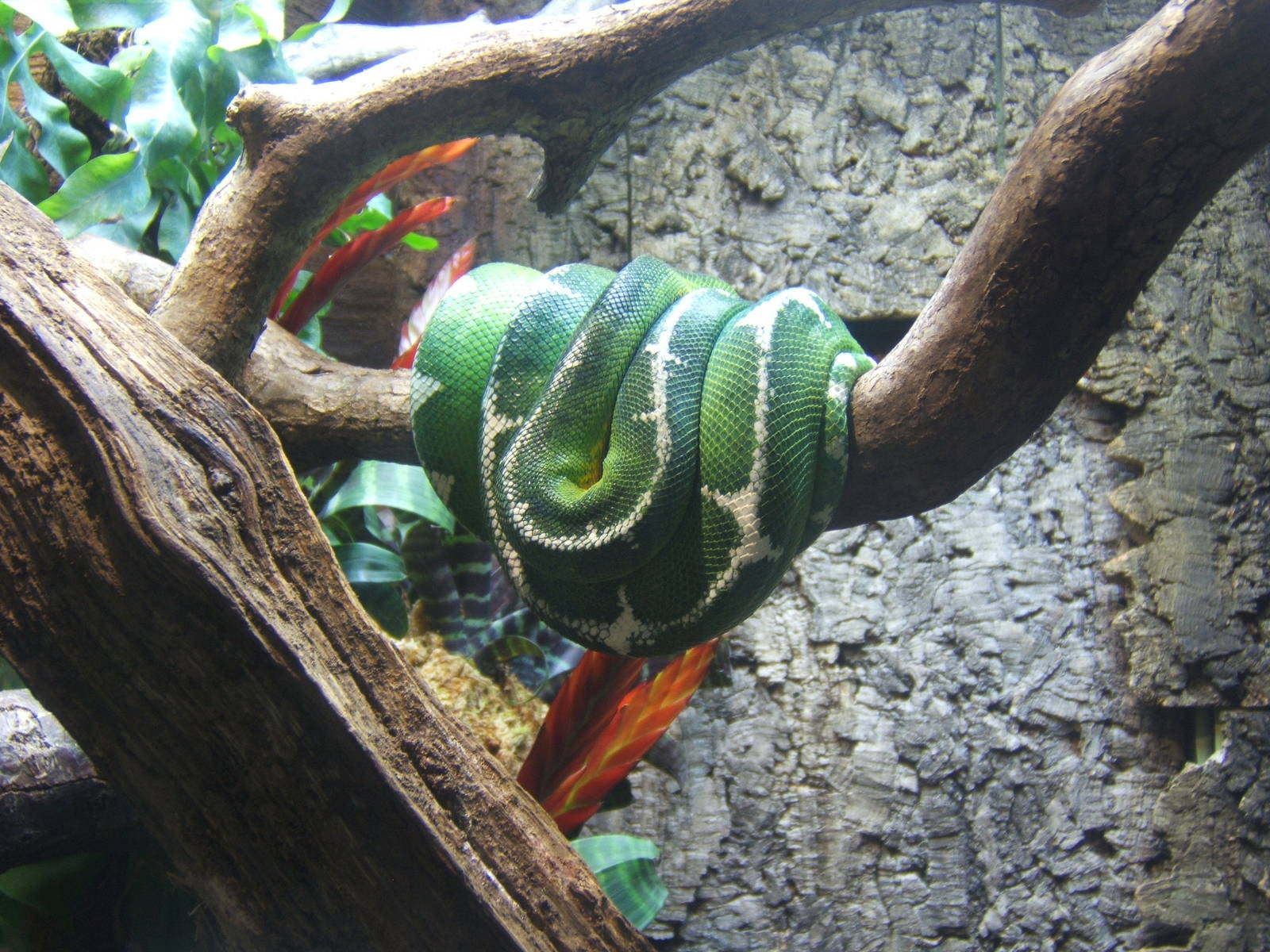 Emerald Tree Boa