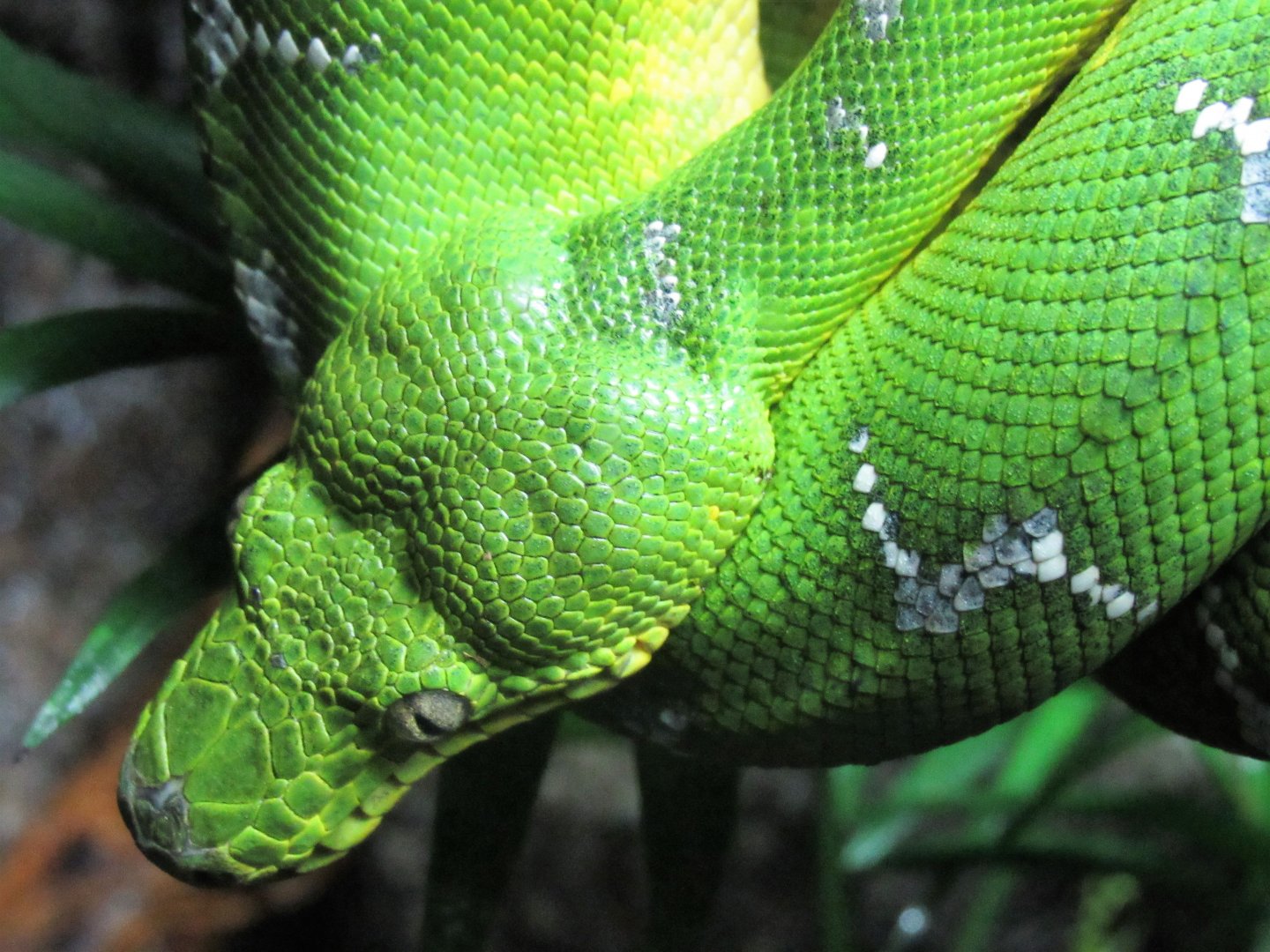 Emerald Tree Boa