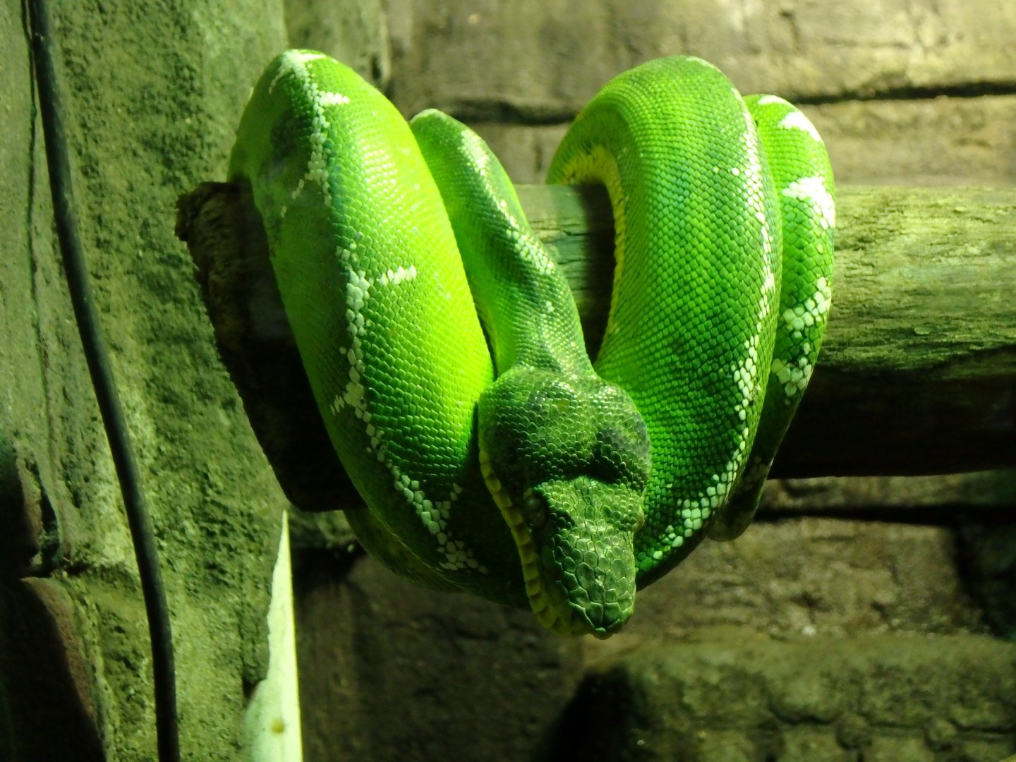 Emerald tree boa