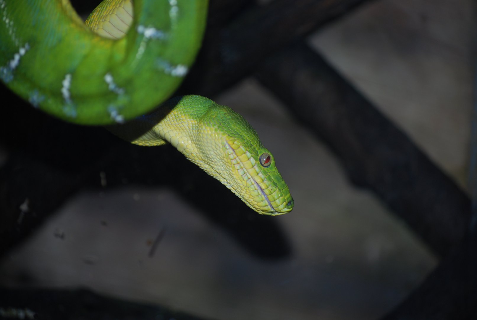 Emerald Tree Boa