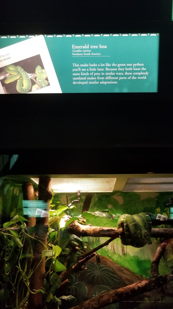Emerald Tree Boa