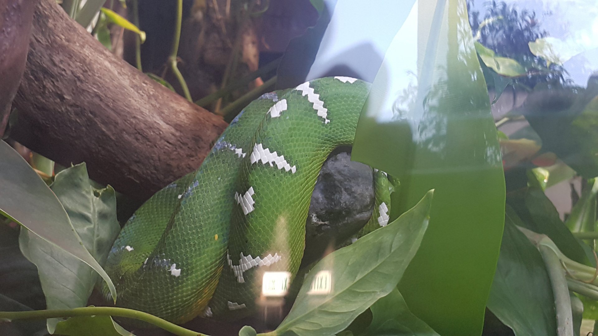 Emerald Tree Boa