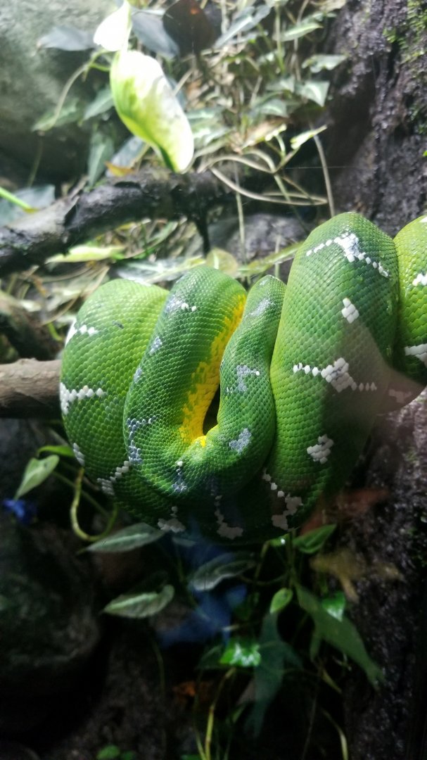 Emerald Tree Boa