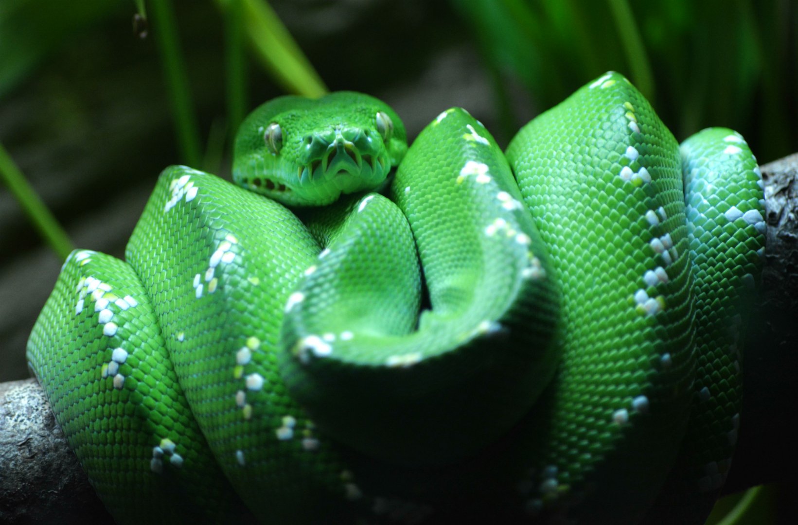 Emerald Tree Boa