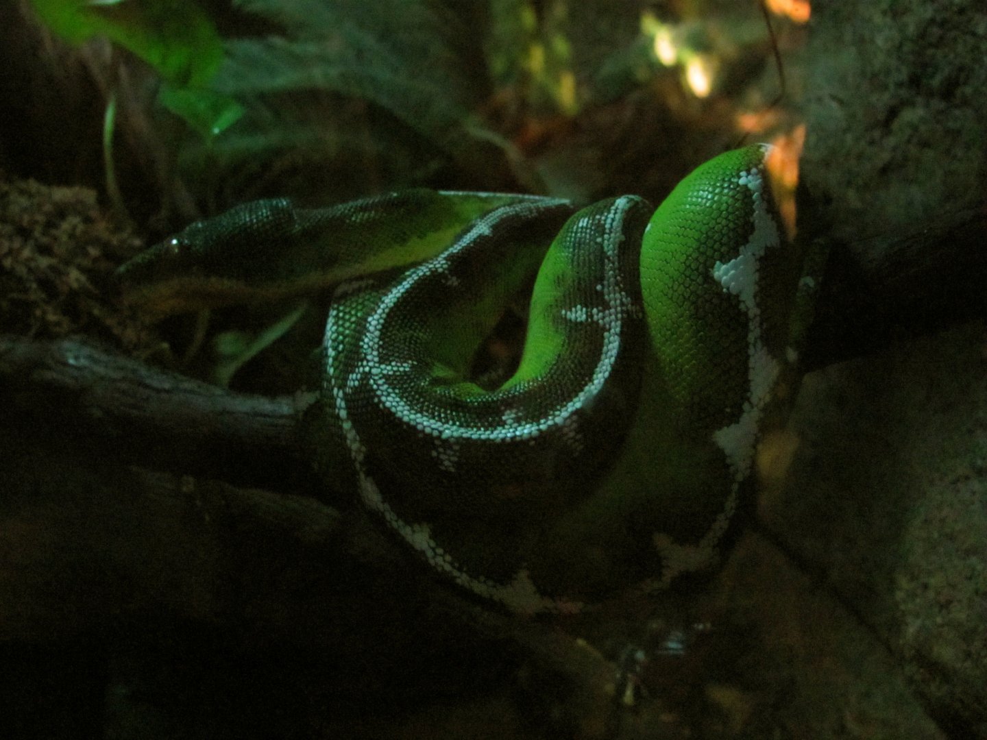 Emerald Tree Boa
