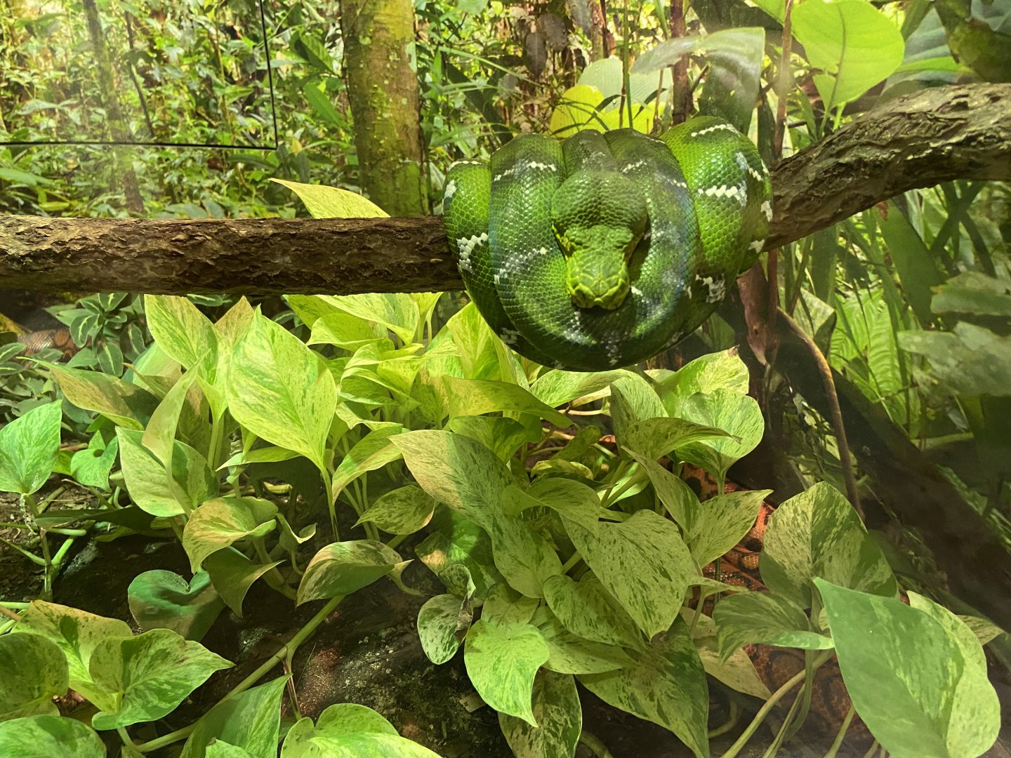 Emerald Tree Boa