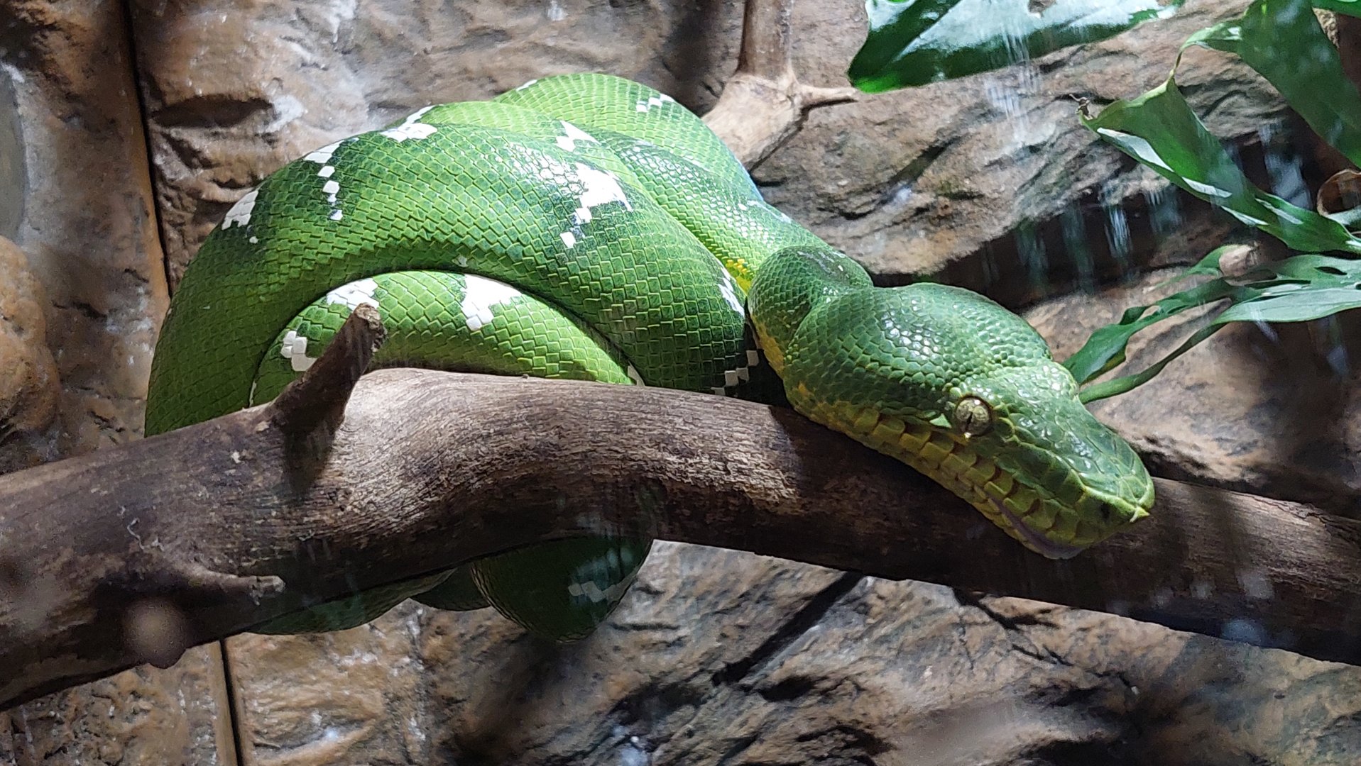 Emerald Tree Boa