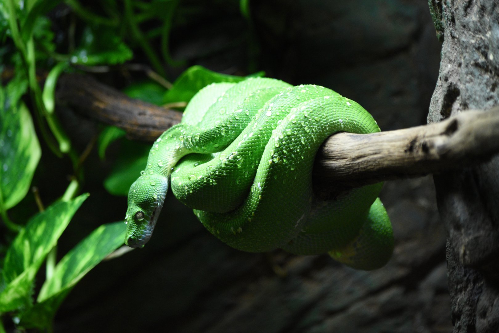 Emerald tree boa