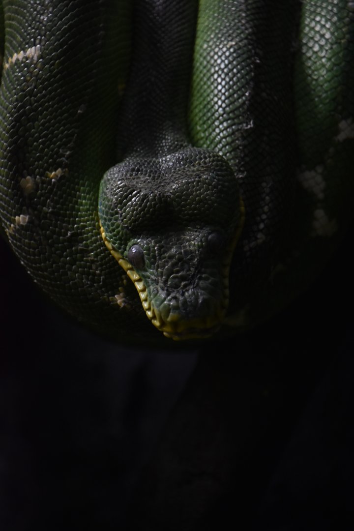 Emerald tree boa