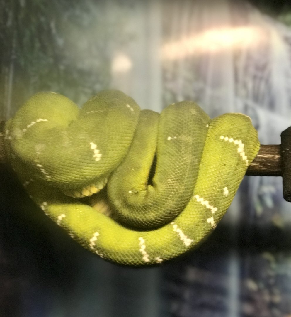 Emerald Tree Boa