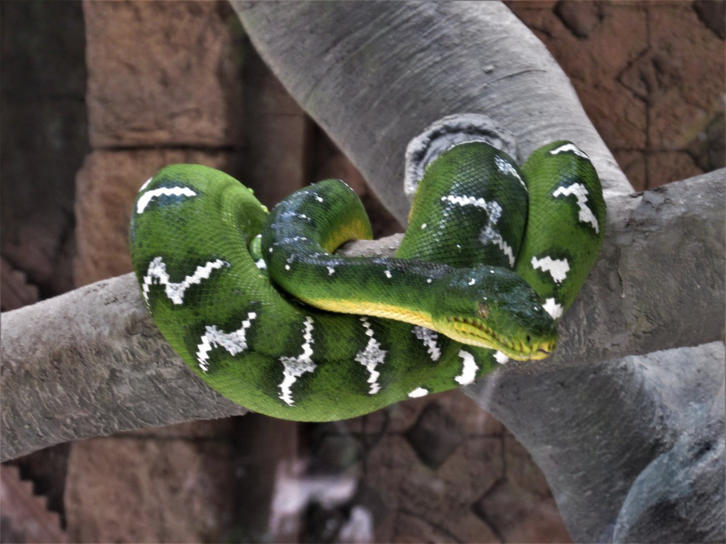 EMERALD TREE BOA