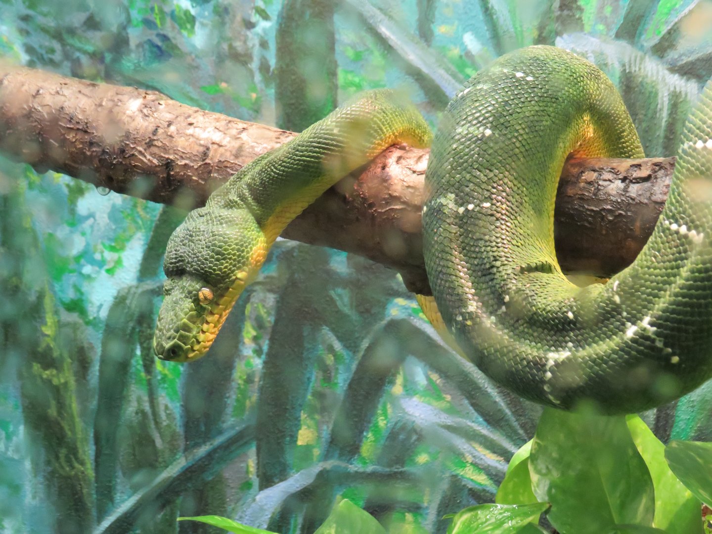 Emerald tree boa