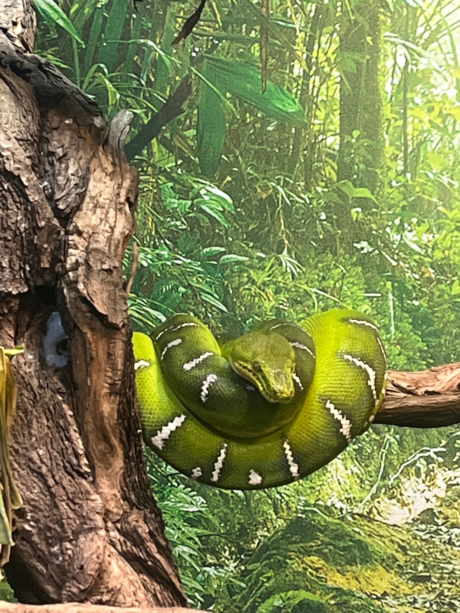 Emerald tree boa