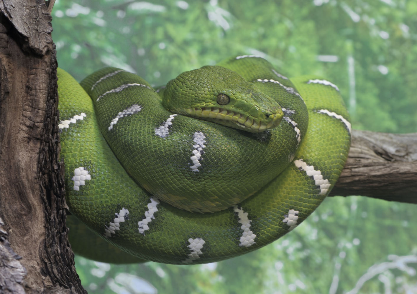Emerald tree boa